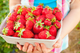 Strawberry Picking Places in Weston Florida