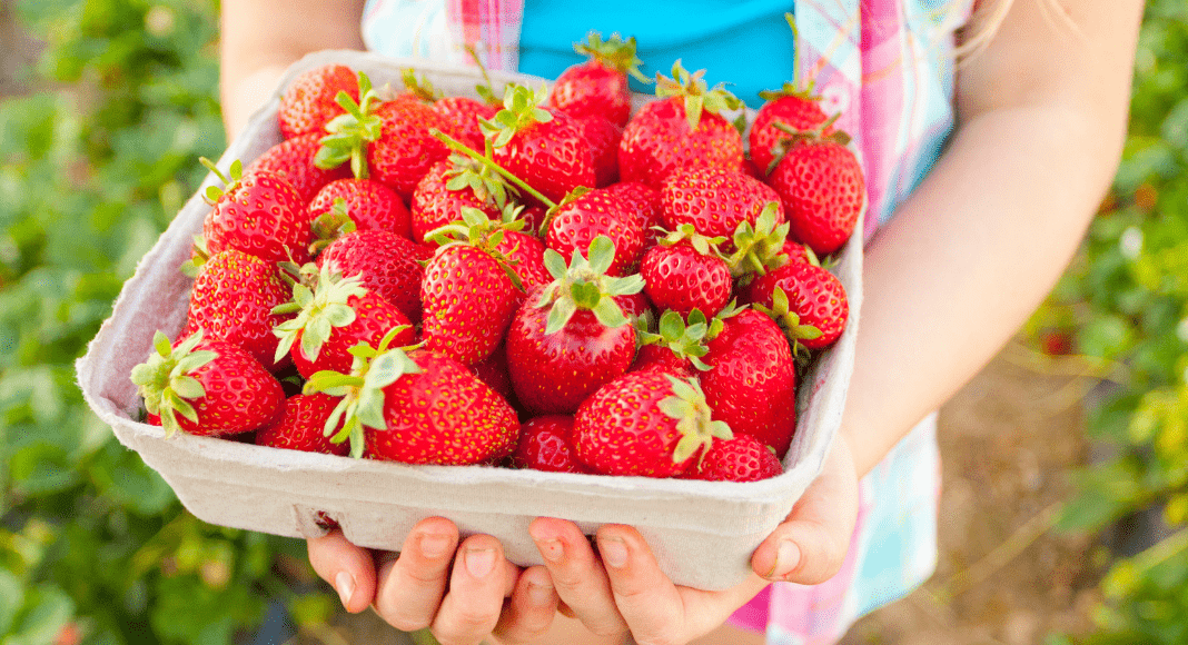 Strawberry Picking Places in Weston Florida