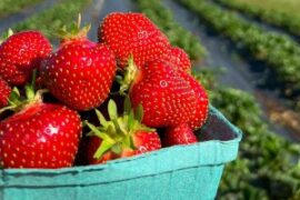 Strawberry Picking Places in Yonkers New York