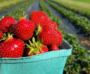 Strawberry Picking Places in Yonkers New York