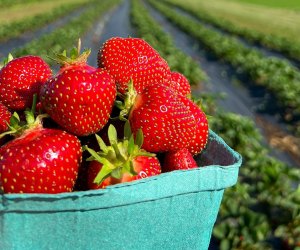 Strawberry Picking Places in Yonkers New York