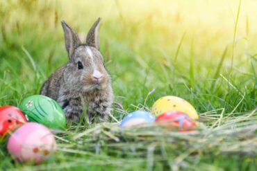 Things to do at Easter for Kids in Rochester Minnesota