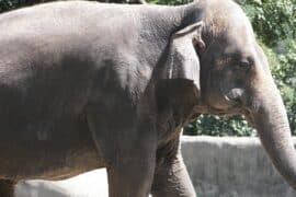 Zoos, Animal Farms and Aquariums in Baton Rouge Louisiana