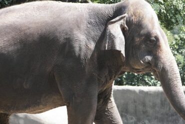 Zoos, Animal Farms and Aquariums in Baton Rouge Louisiana