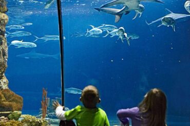 Zoos, Animal Farms and Aquariums in Blaine Minnesota