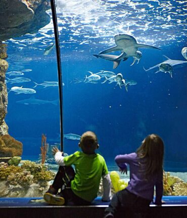 Zoos, Animal Farms and Aquariums in Blaine Minnesota