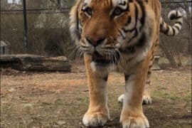 Zoos, Animal Farms and Aquariums in Bridgeport Connecticut