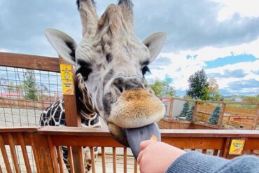 Zoos, Animal Farms and Aquariums in Buffalo New York