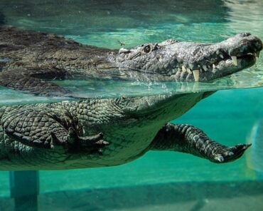 Zoos, Animal Farms and Aquariums in Doral Florida