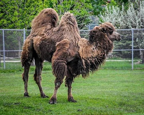 Zoos, Animal Farms and Aquariums in Fargo North Dakota