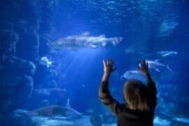 Zoos, Animal Farms and Aquariums in Hampton Virginia