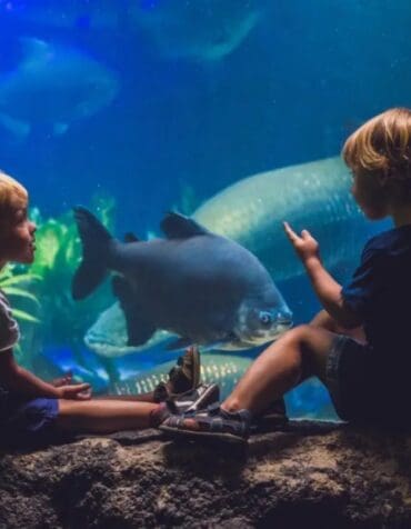 Zoos, Animal Farms and Aquariums in Hartford Connecticut