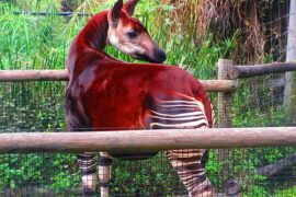 Zoos, Animal Farms and Aquariums in Hillsborough County Florida