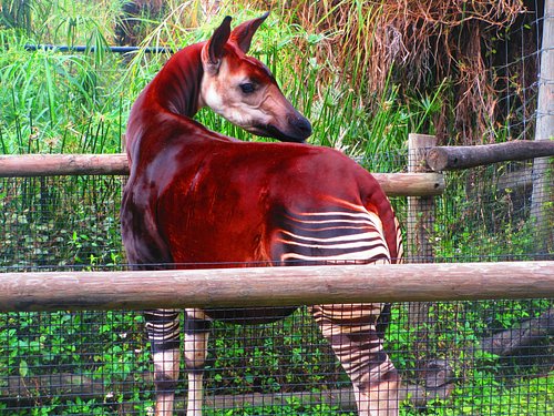 Zoos, Animal Farms and Aquariums in Hillsborough County Florida