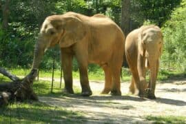 Zoos, Animal Farms and Aquariums in Hoover Alabama