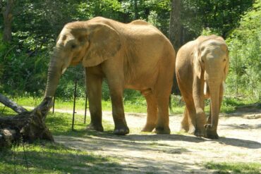 Zoos, Animal Farms and Aquariums in Hoover Alabama