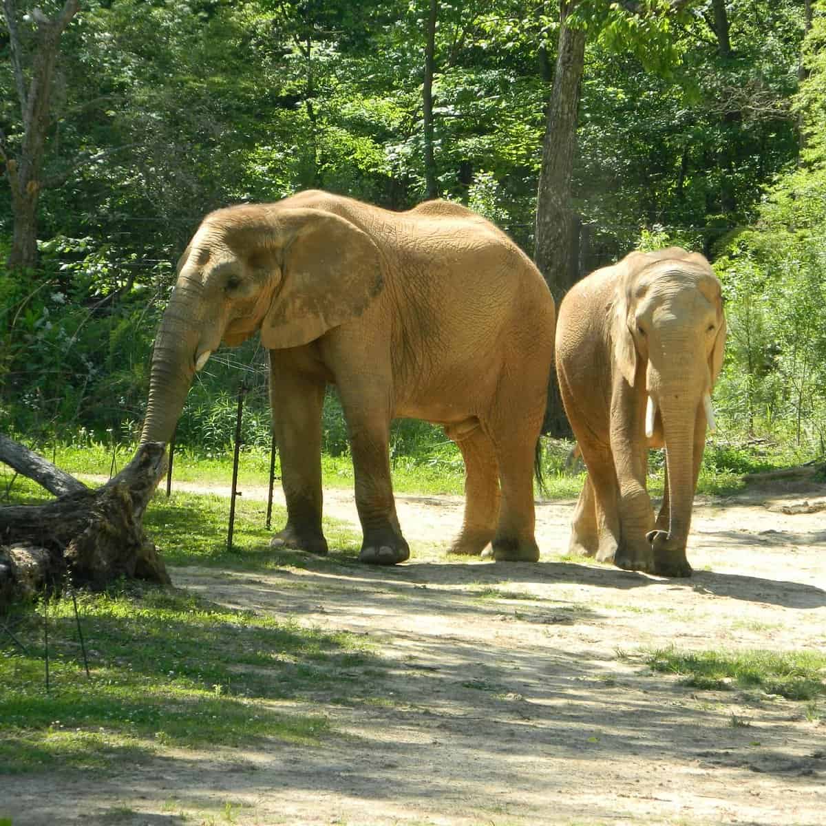 Zoos, Animal Farms and Aquariums in Hoover Alabama