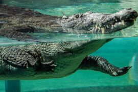 Zoos, Animal Farms and Aquariums in Kendall Florida