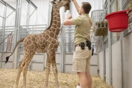 Zoos, Animal Farms and Aquariums in Lincoln Nebraska