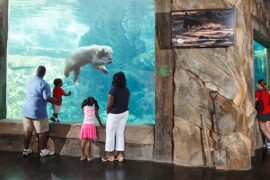 Zoos, Animal Farms and Aquariums in Louisville Kentucky