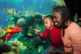 Zoos, Animal Farms and Aquariums in New York City