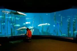 Zoos, Animal Farms and Aquariums in Norwalk Connecticut