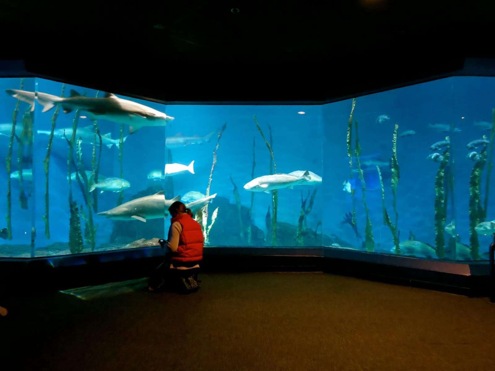 Zoos, Animal Farms and Aquariums in Norwalk Connecticut