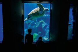 Zoos, Animal Farms and Aquariums in Pawtucket Rhode Island