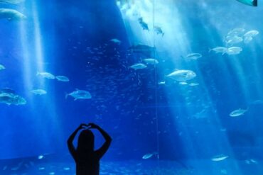 Zoos, Animal Farms and Aquariums in Peoria Illinois