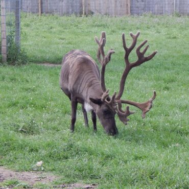 Zoos, Animal Farms and Aquariums in Rockford Illinois