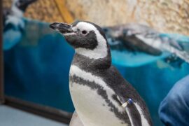 Zoos, Animal Farms and Aquariums in Schaumburg Illinois