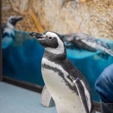 Zoos, Animal Farms and Aquariums in Schaumburg Illinois