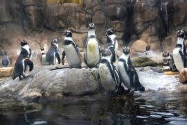 Zoos, Animal Farms and Aquariums in Schenectady New York