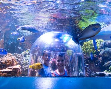 Zoos, Animal Farms and Aquariums in Sioux Falls South Dakota