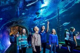 Zoos, Animal Farms and Aquariums in Springfield Illinois