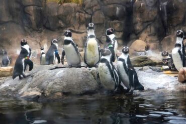 Zoos, Animal Farms and Aquariums in Syracuse New York