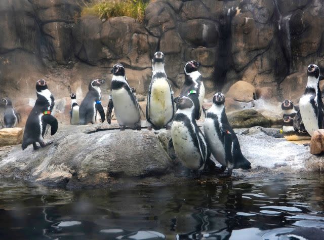 Zoos, Animal Farms and Aquariums in Syracuse New York