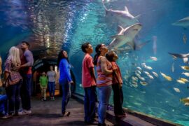 Zoos, Animal Farms and Aquariums in Wesley Chapel Florida