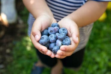 Blueberry Picking Places in Brockton Massachusetts