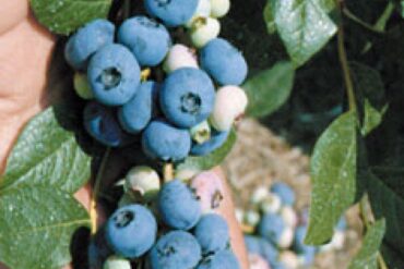 Blueberry Picking Places in Fall River Massachusetts