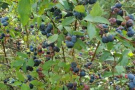 Blueberry Picking Places in Fayetteville North Carolina