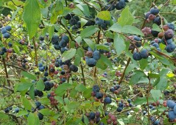 Blueberry Picking Places in Fayetteville North Carolina