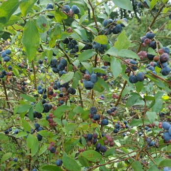 Blueberry Picking Places in Fayetteville North Carolina