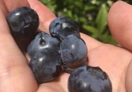 Blueberry Picking Places in Framingham Massachusetts