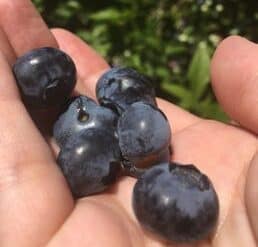 Blueberry Picking Places in Framingham Massachusetts