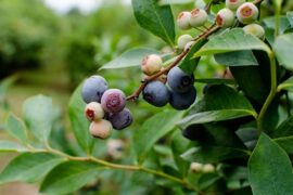 Blueberry Picking Places in Gastonia North Carolina