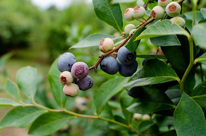 Blueberry Picking Places in Gastonia North Carolina