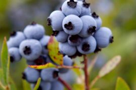 Blueberry Picking Places in Haverhill Massachusetts