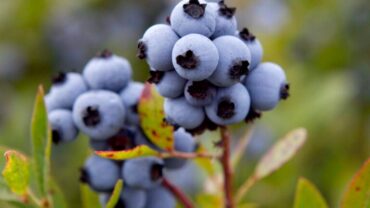 Blueberry Picking Places in Haverhill Massachusetts