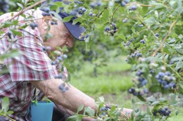 Blueberry Picking Places in Lawrence Massachusetts